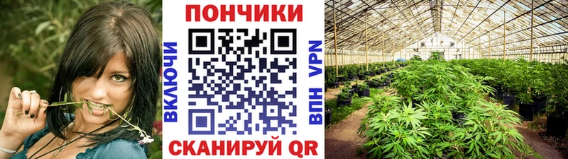 Шишки марихуана семена  Верхняя Пышма 
